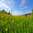 Blumenwiese - Da möchte man Biene sein -