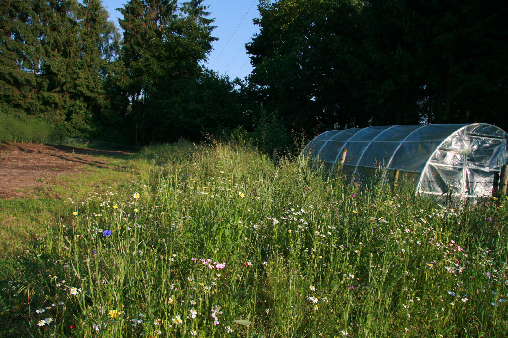 Blumenwiese