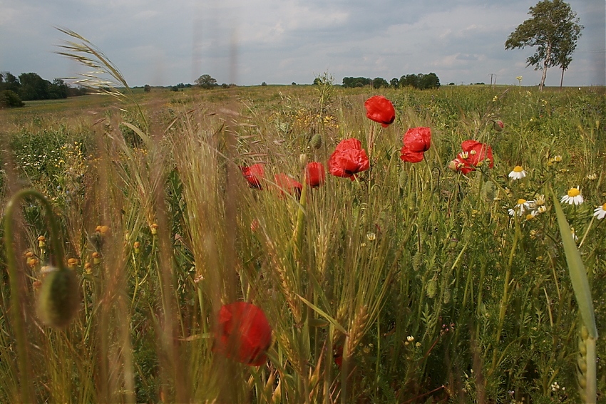 Blumenwiese