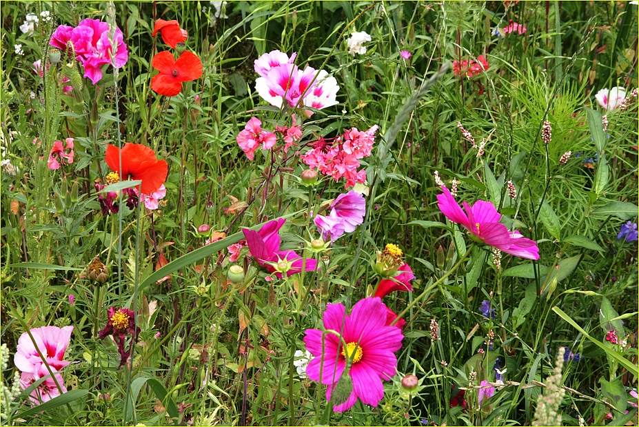 Blumenwiese