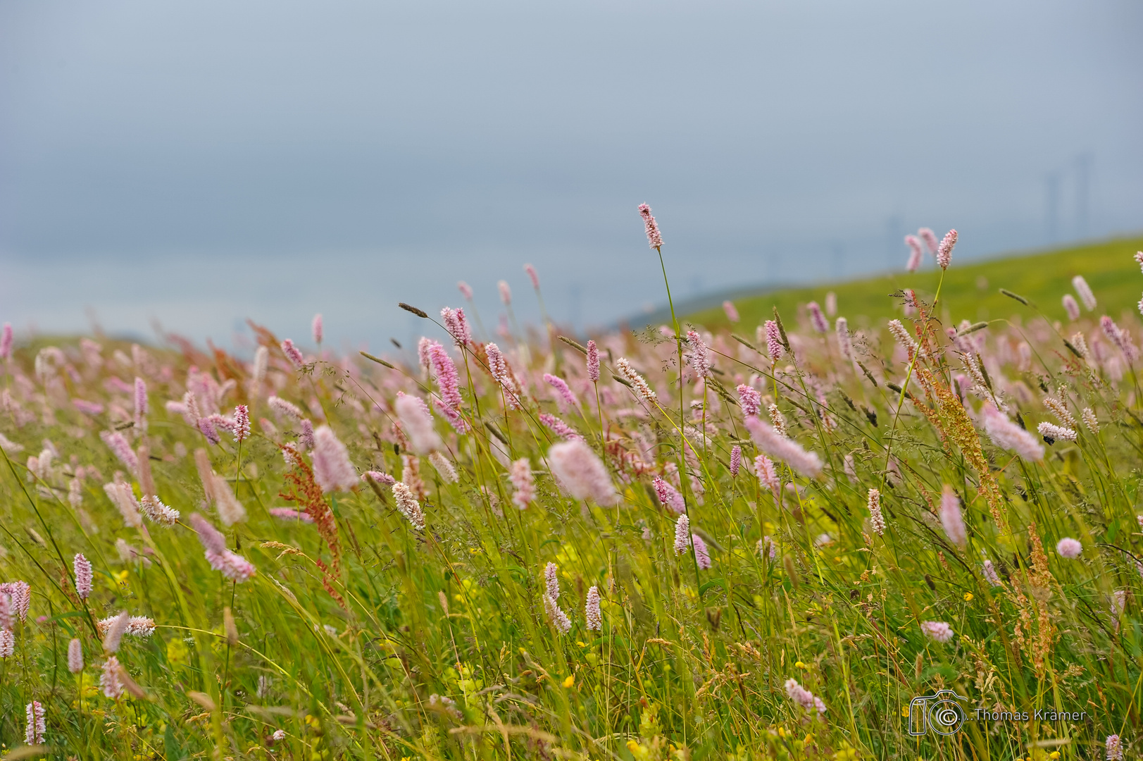 Blumenwiese DCA_7764