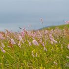 Blumenwiese DCA_7764