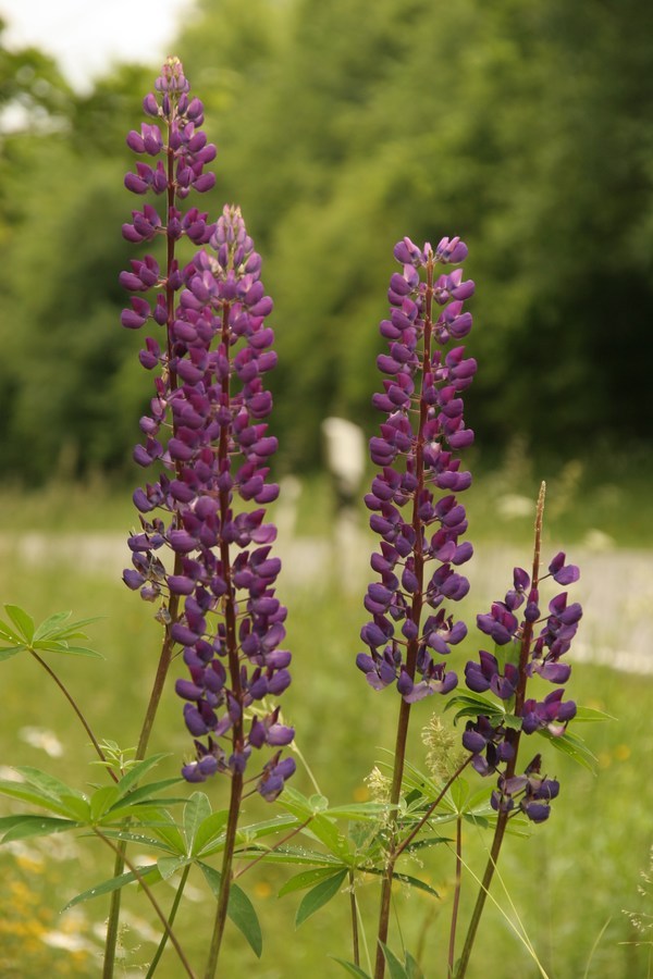 Blumenwiese