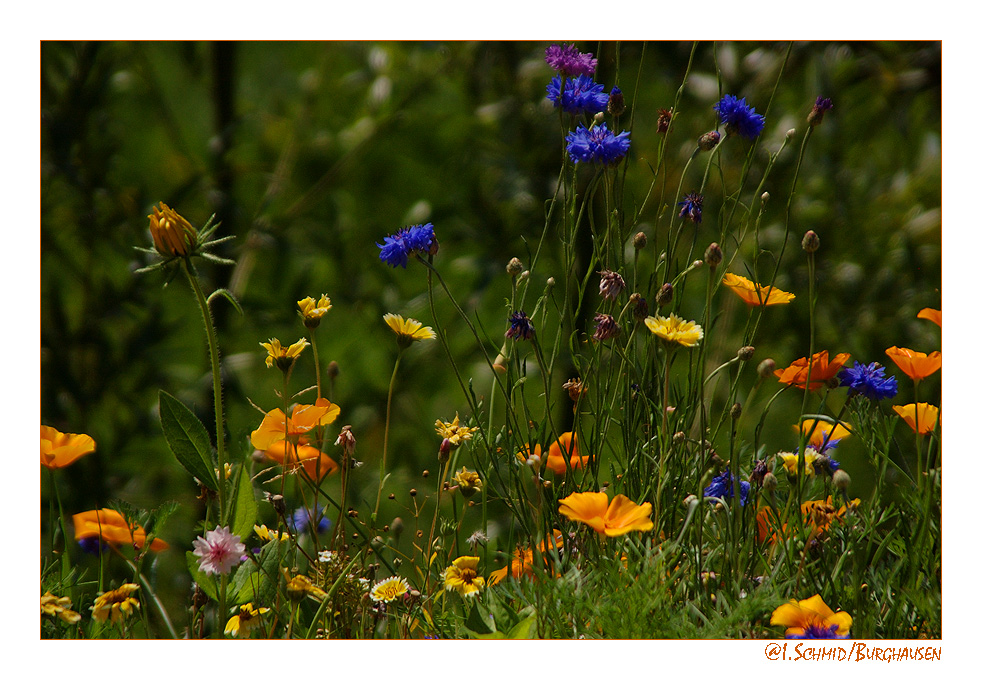 Blumenwiese