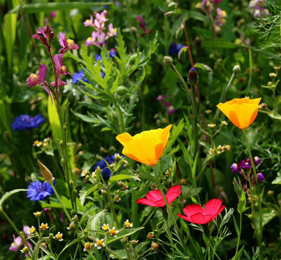 Blumenwiese