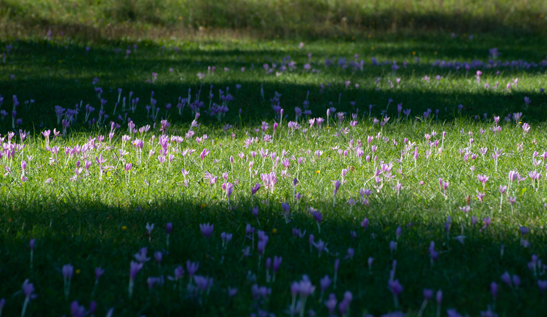 Blumenwiese