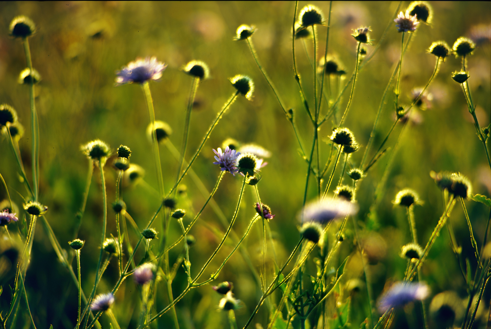 Blumenwiese