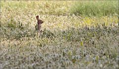 Blumenwiese ...