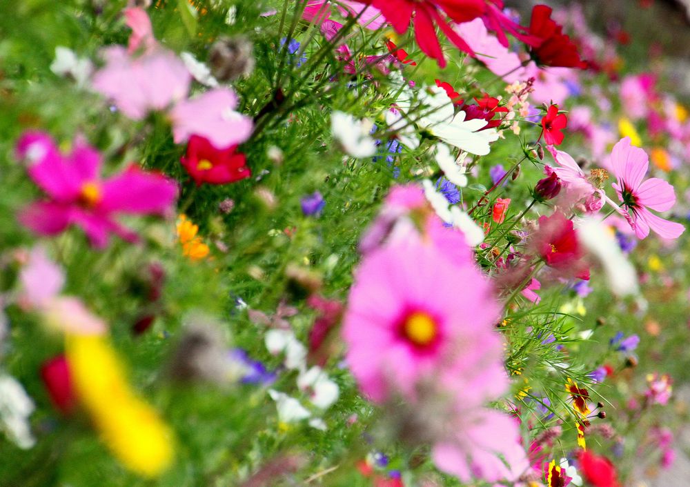 Blumenwiese die erste