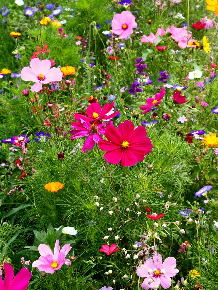 Blumenwiese die zweite