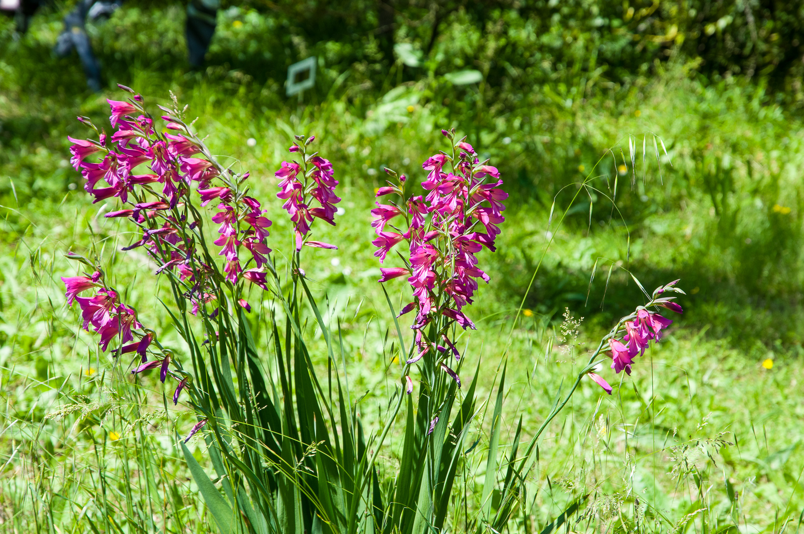 Blumenwiese DSC_0146