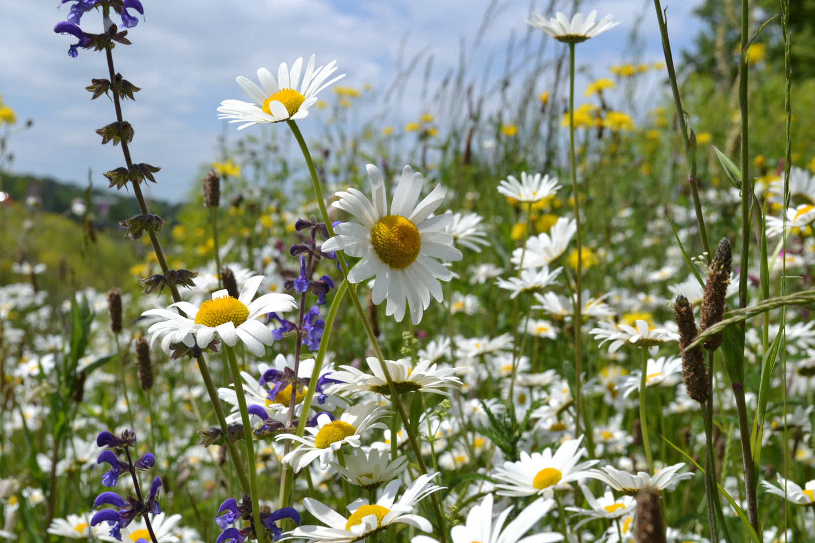 Blumenwiese