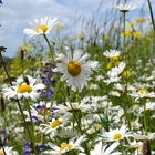 Blumenwiese