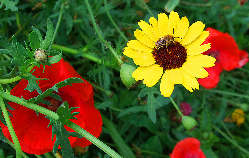 Blumenwiese