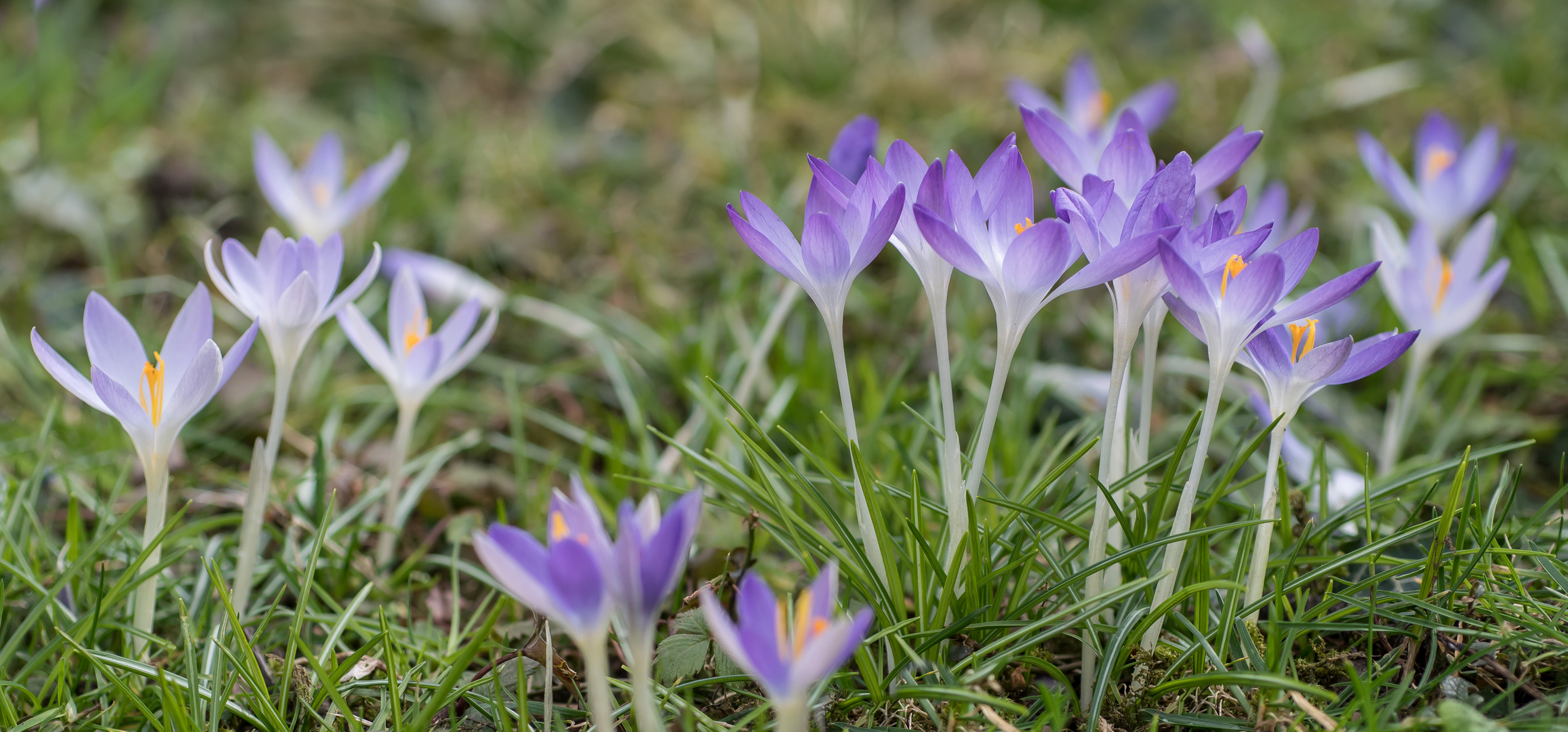 BLUMENWIESE