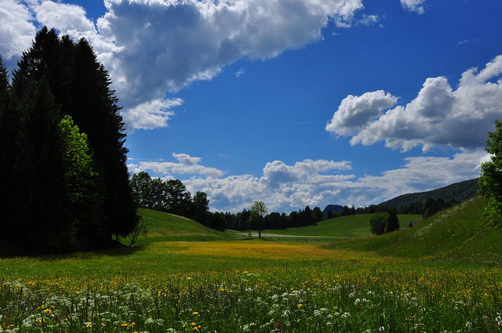 Blumenwiese