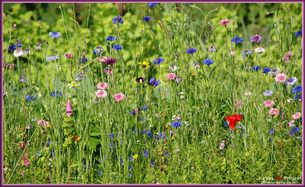 Blumenwiese