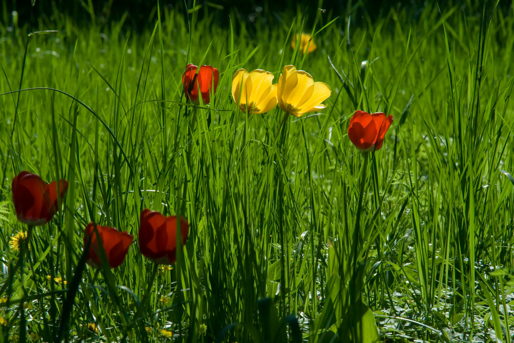 Blumenwiese