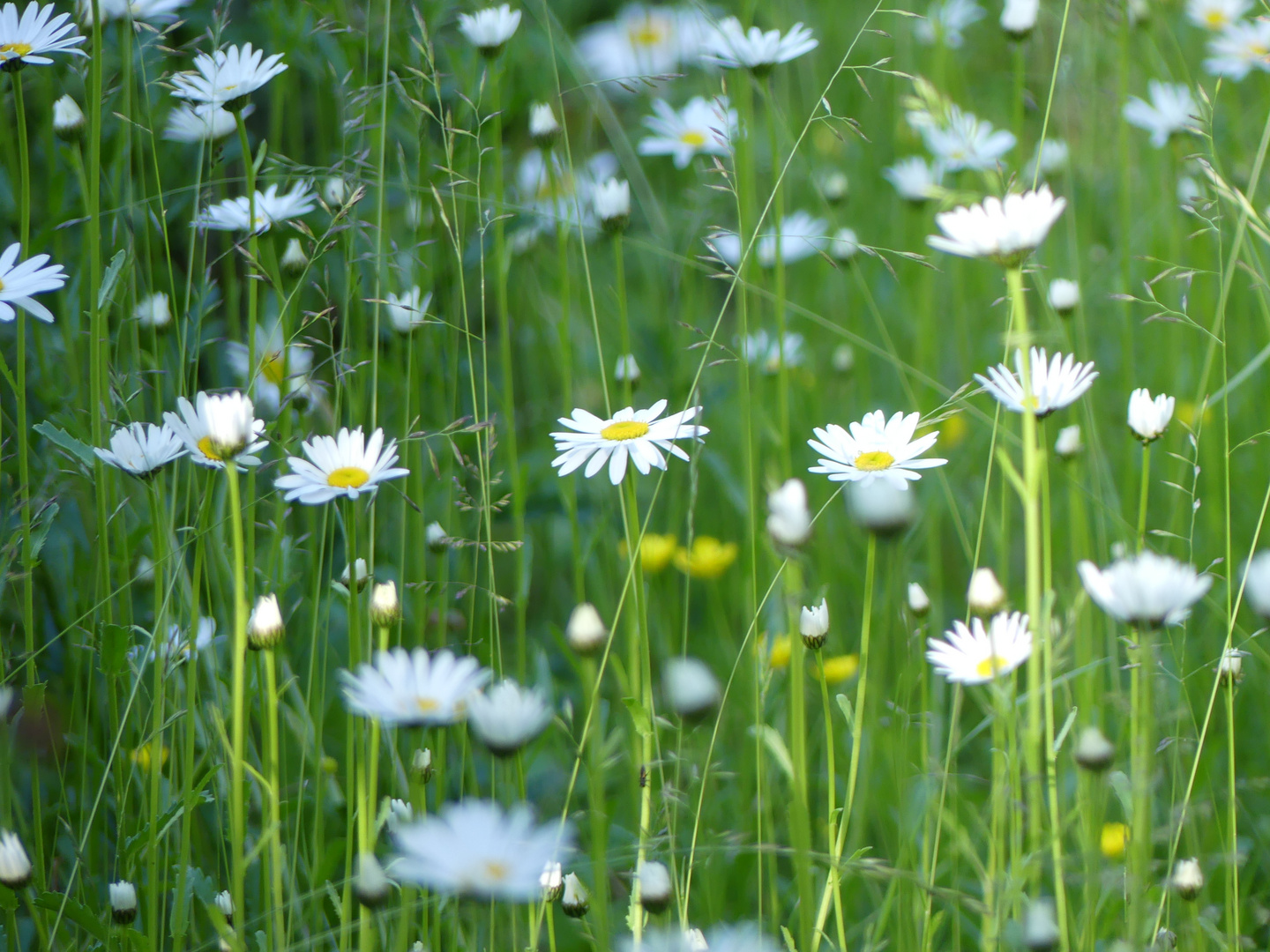 Blumenwiese