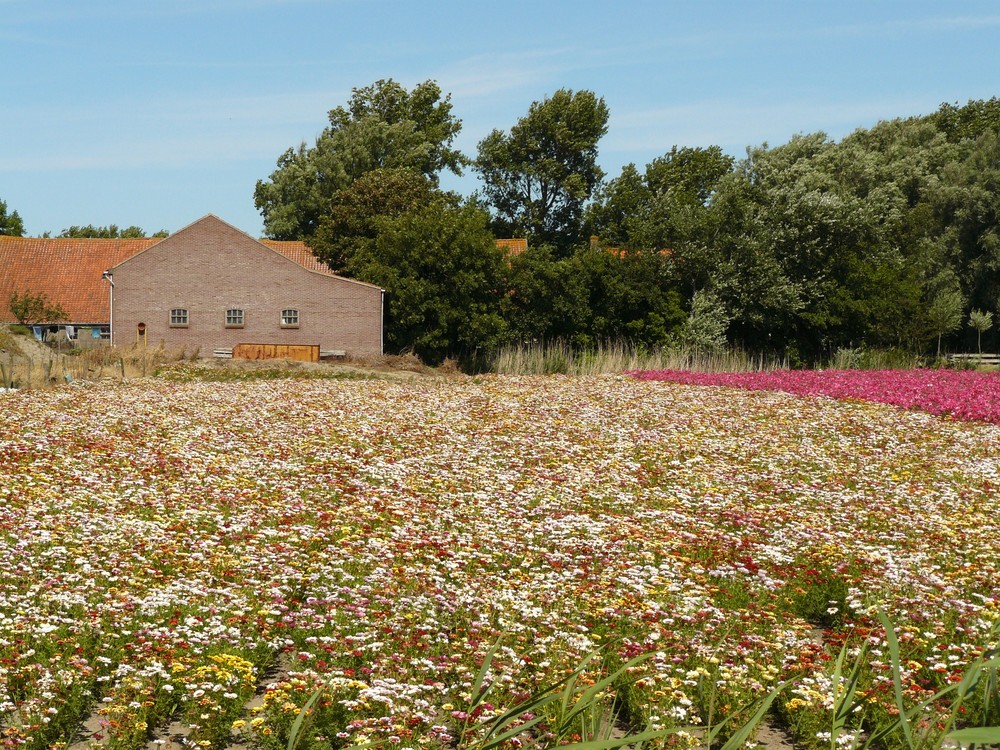 Blumenwiese by Glüli 