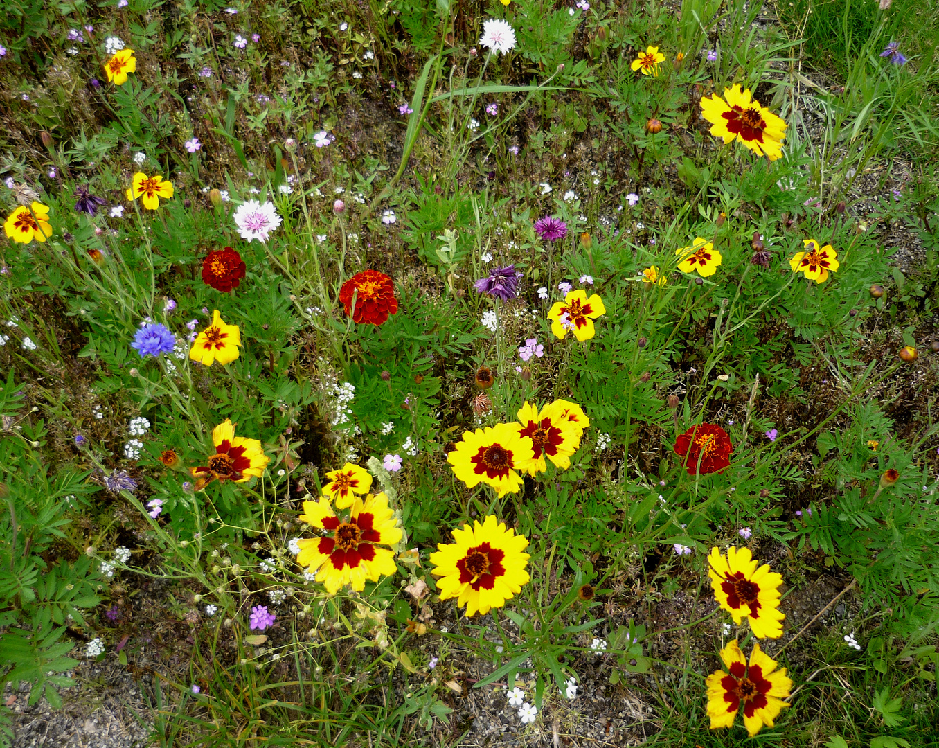 Blumenwiese