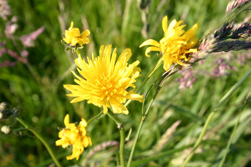 Blumenwiese