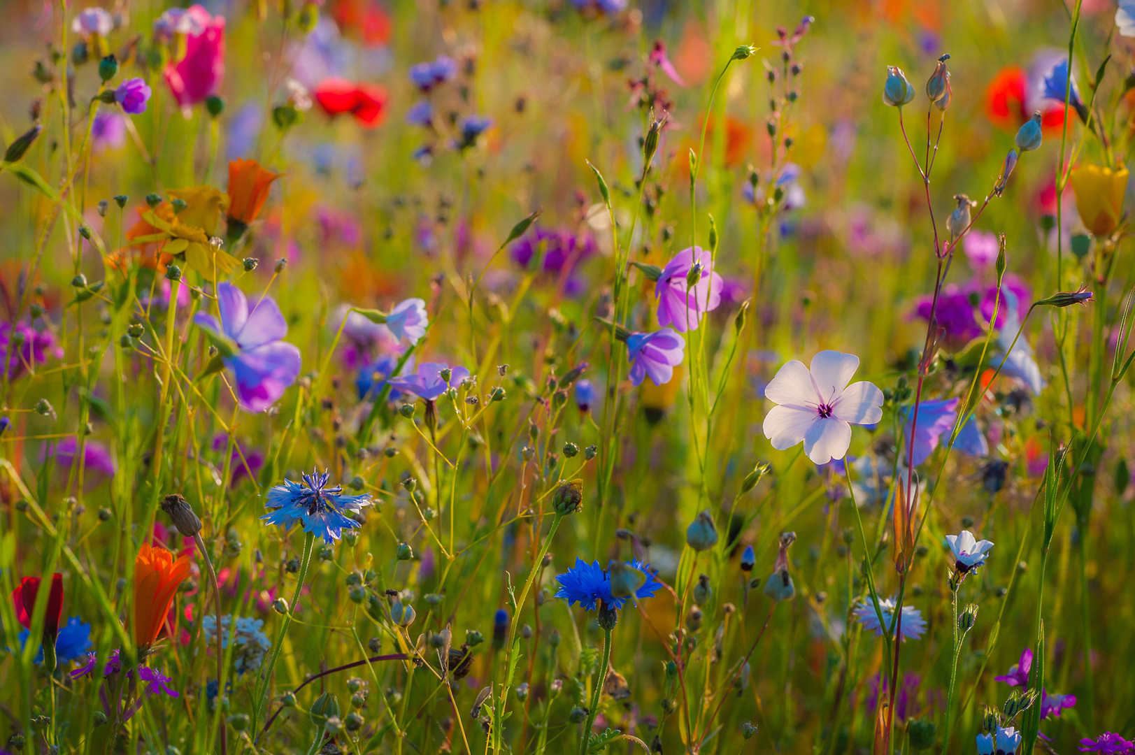 Blumenwiese