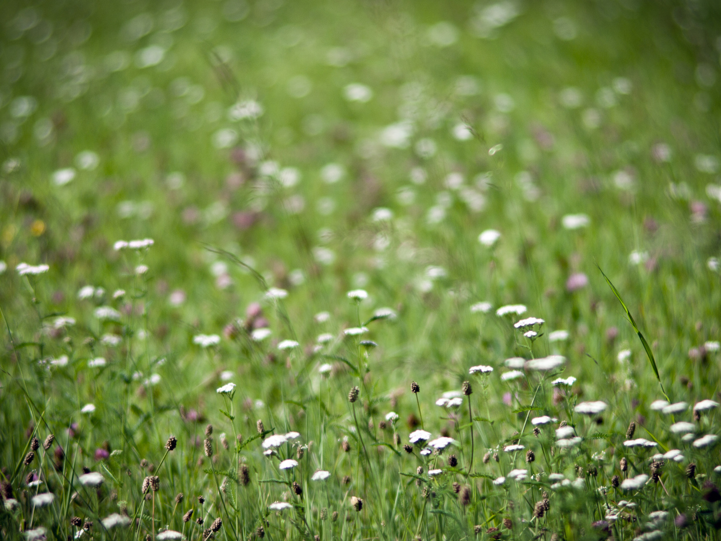 Blumenwiese