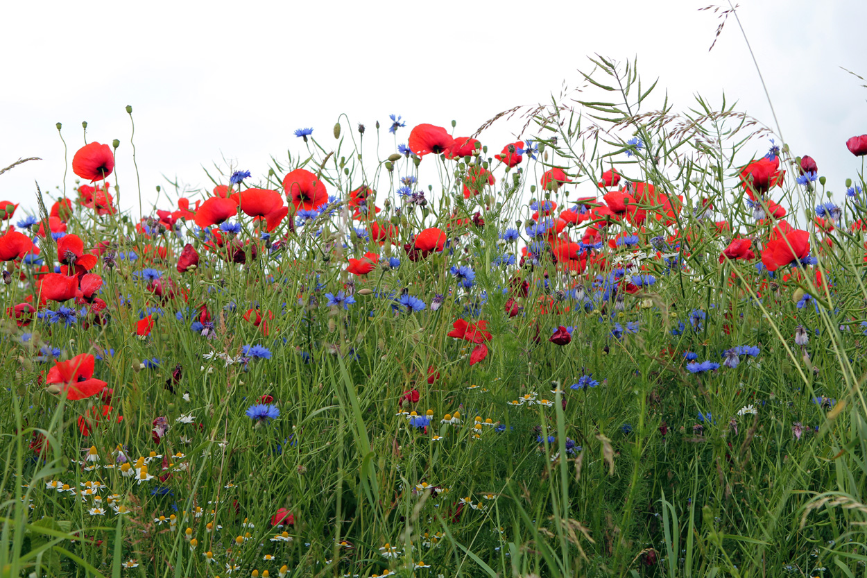 blumenwiese 