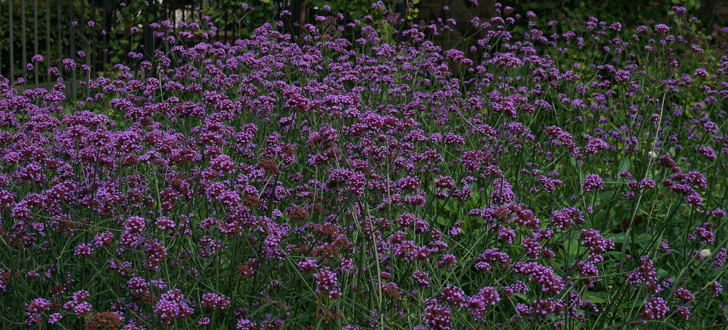 Blumenwiese