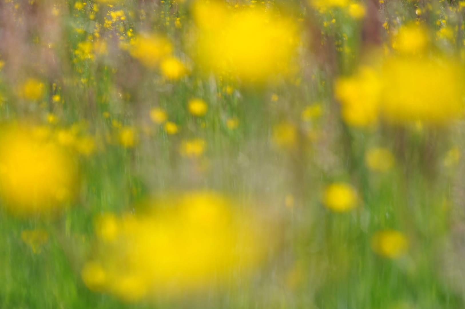 Blumenwiese