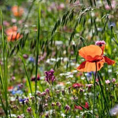 Blumenwiese