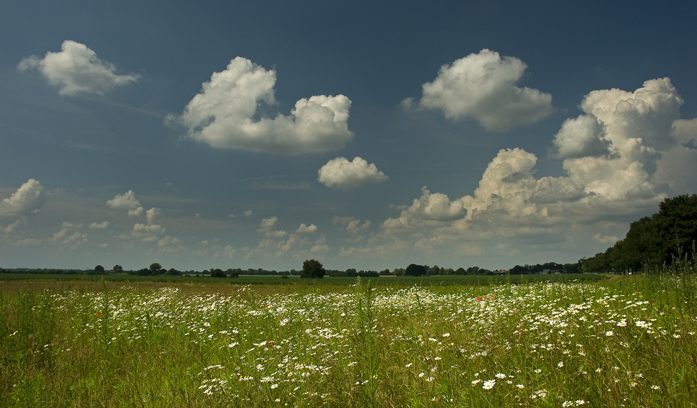 Blumenwiese