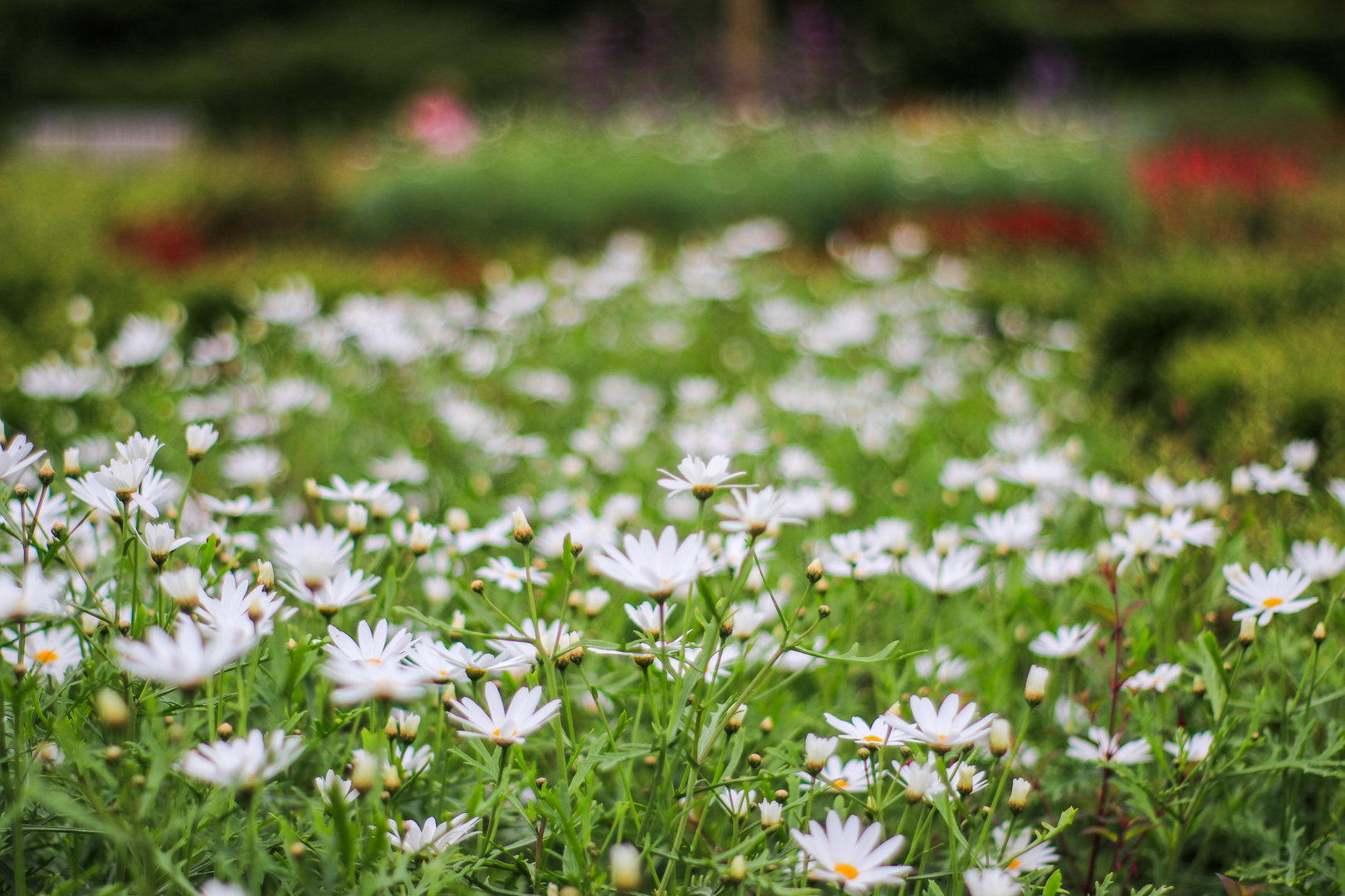 Blumenwiese