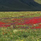 Blumenwiese