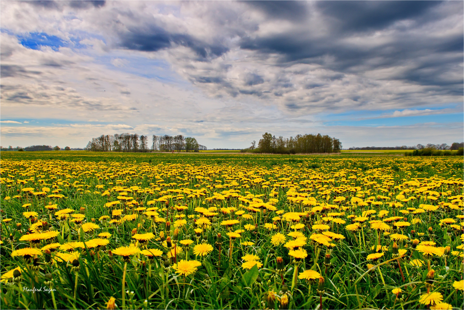 Blumenwiese