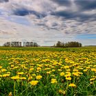 Blumenwiese