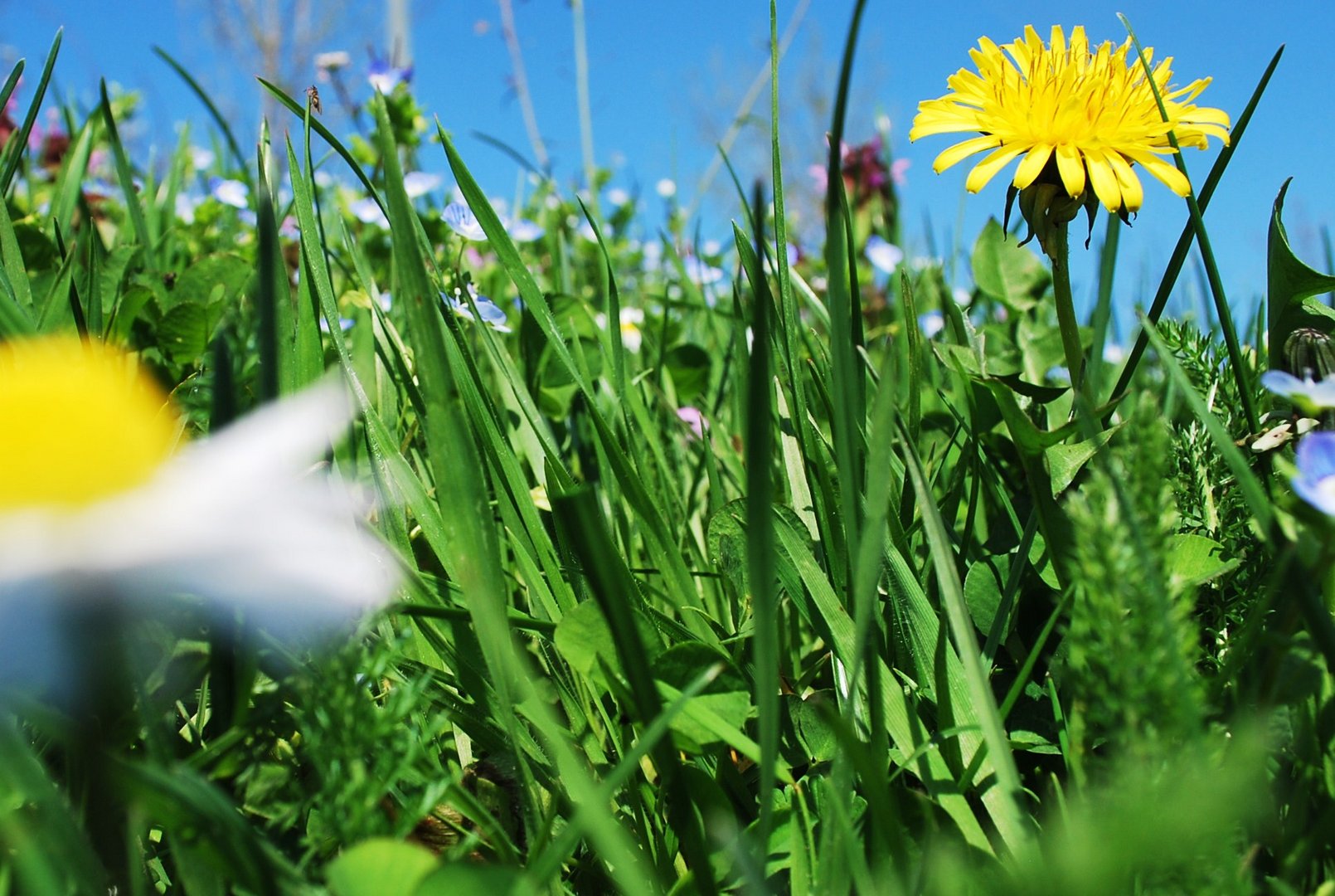 Blumenwiese