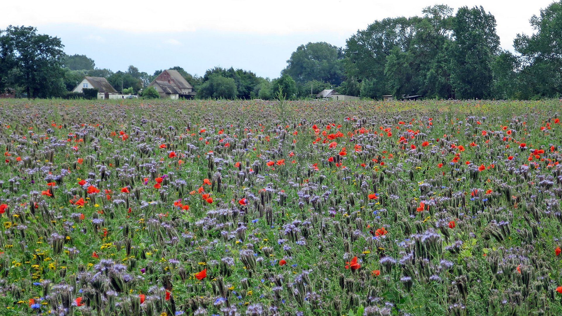 Blumenwiese 