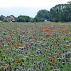 Blumenwiese 