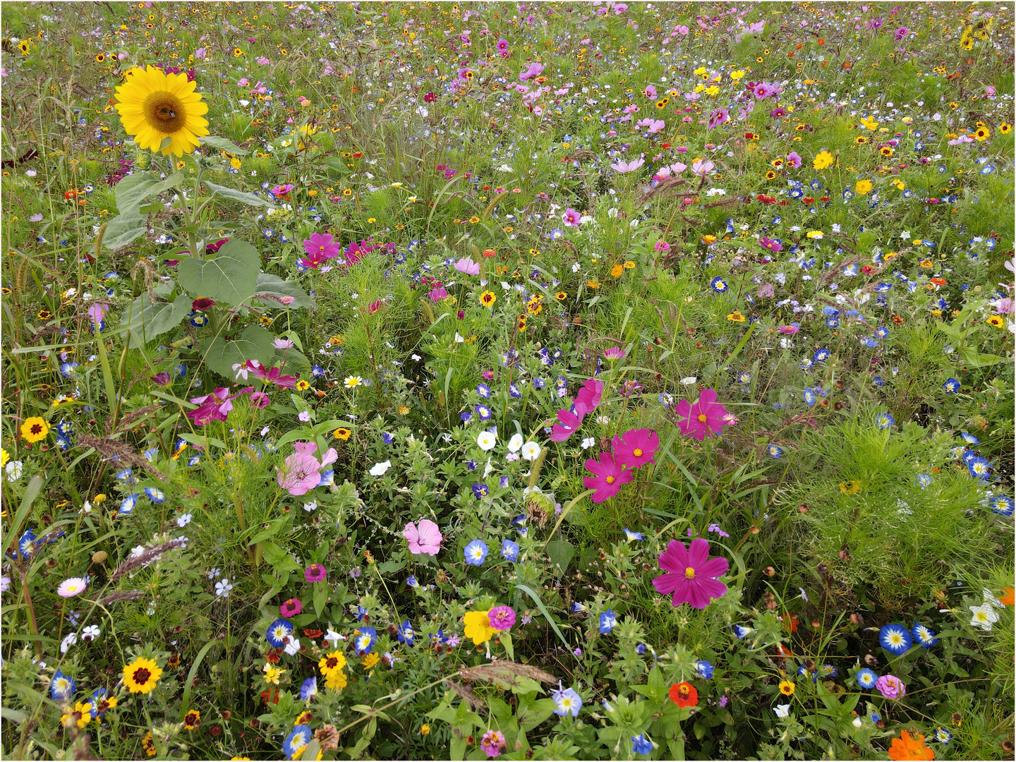 BLUMENWIESE