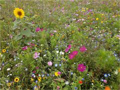 BLUMENWIESE