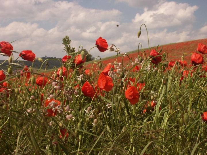 Blumenwiese