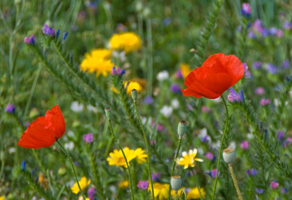 Blumenwiese