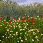 Blumenwiese