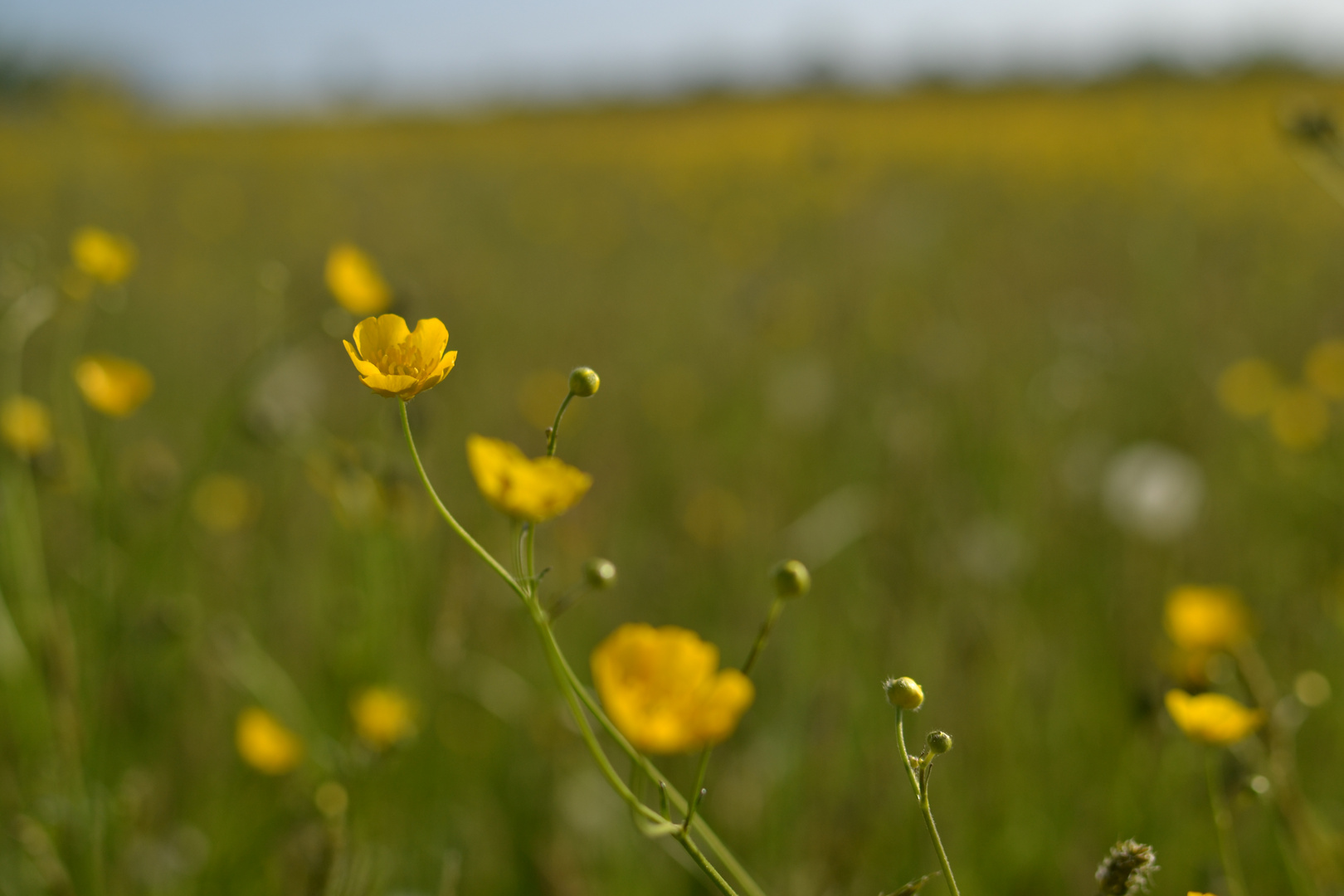 Blumenwiese