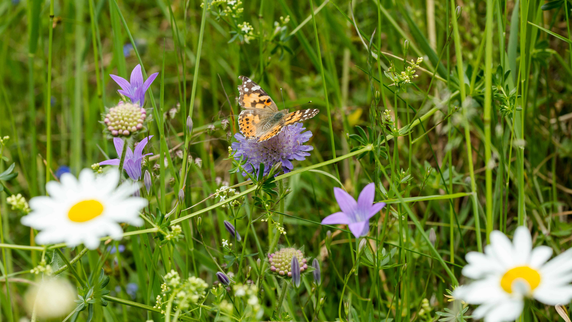 Blumenwiese es gibt sie noch