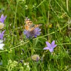 Blumenwiese es gibt sie noch