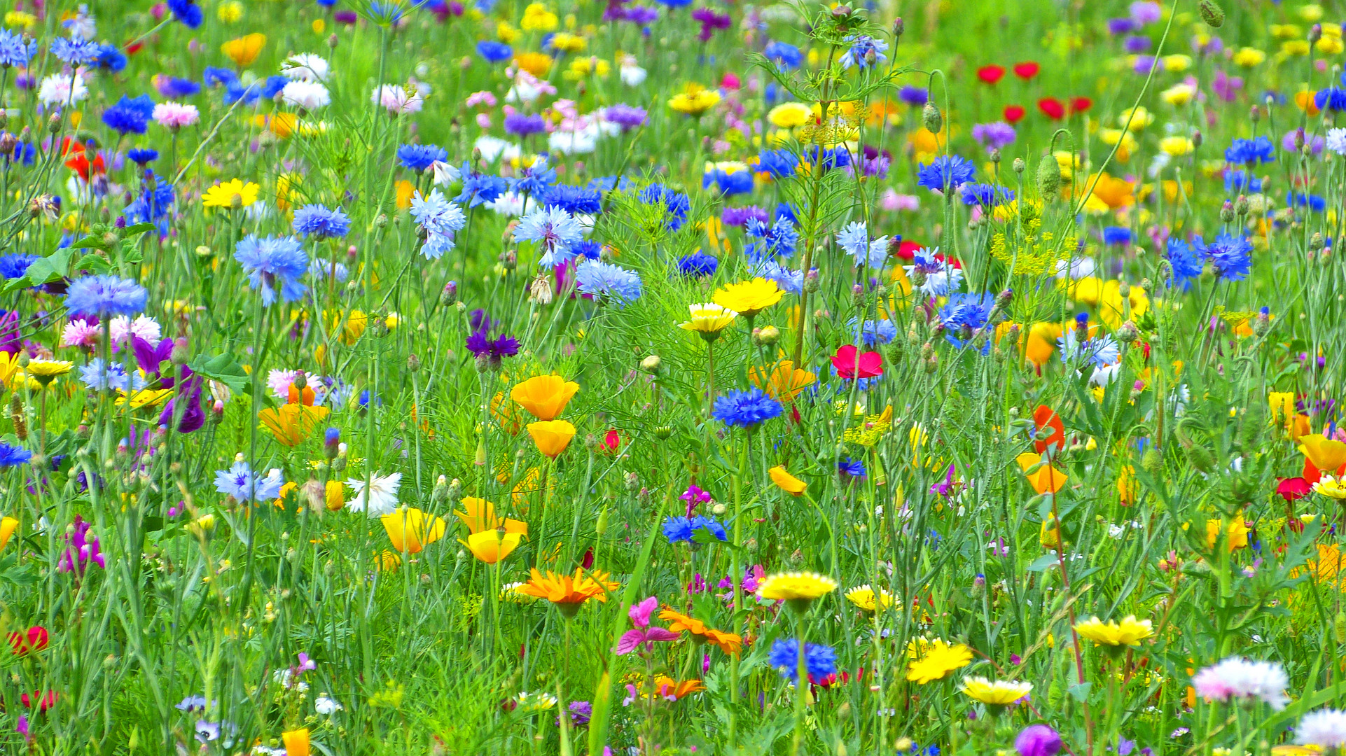 Blumenwiese Foto & Bild pflanzen, pilze & flechten, blüten & kleinpflanzen, wiese Bilder auf