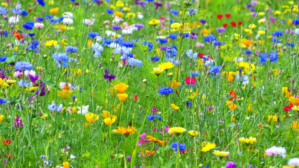 Blumenwiese Foto & Bild pflanzen, pilze & flechten, blüten